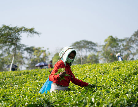 How to identify Quality Teas